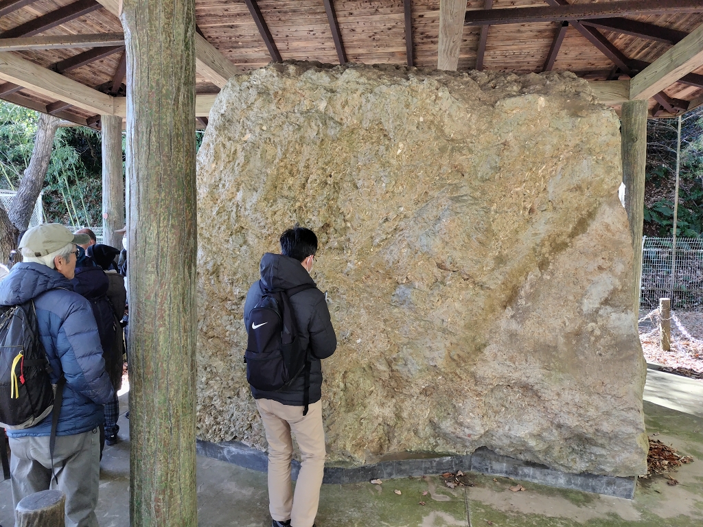 池子層神武寺火砕岩泥岩部層 シロウリガイ類化石