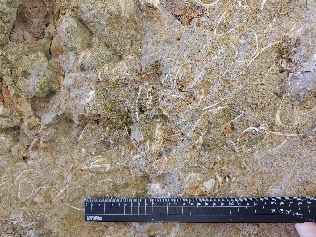 池子層神武寺火砕岩泥岩部層 シロウリガイ類化石