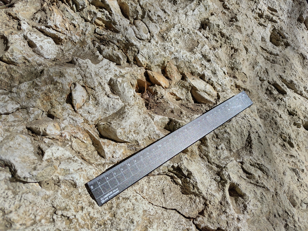 池子層神武寺火砕岩泥岩部層 シロウリガイ類化石