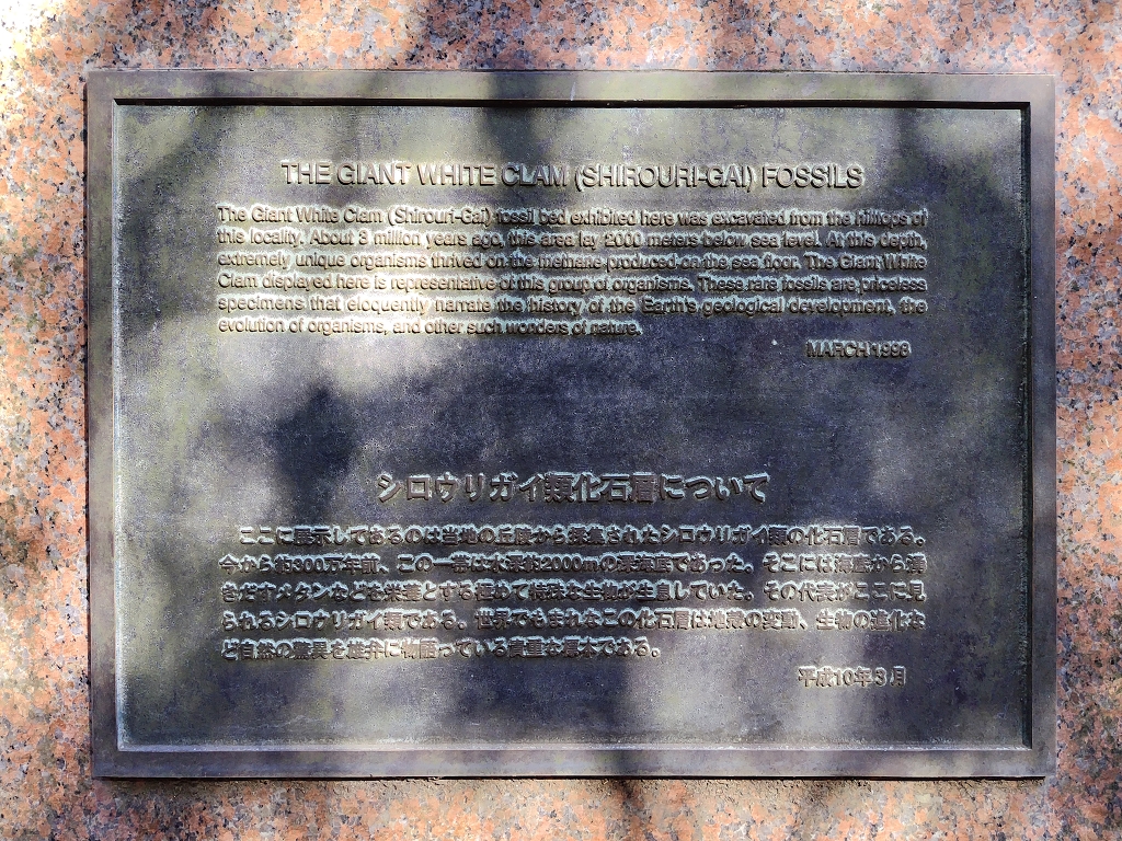 池子層神武寺火砕岩泥岩部層 シロウリガイ類化石