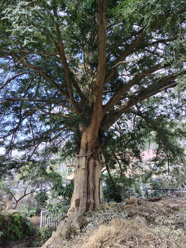 朝比奈切通し 朝夷奈切通 カヤ コツブガヤ