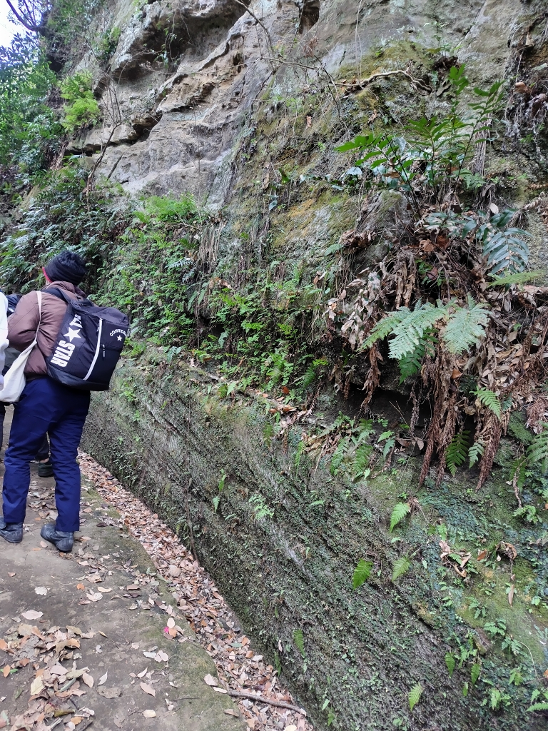 朝比奈切通し 朝夷奈切通 浦郷層 斜交葉理