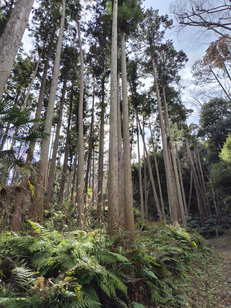 朝比奈切通し 朝夷奈切通 杉林