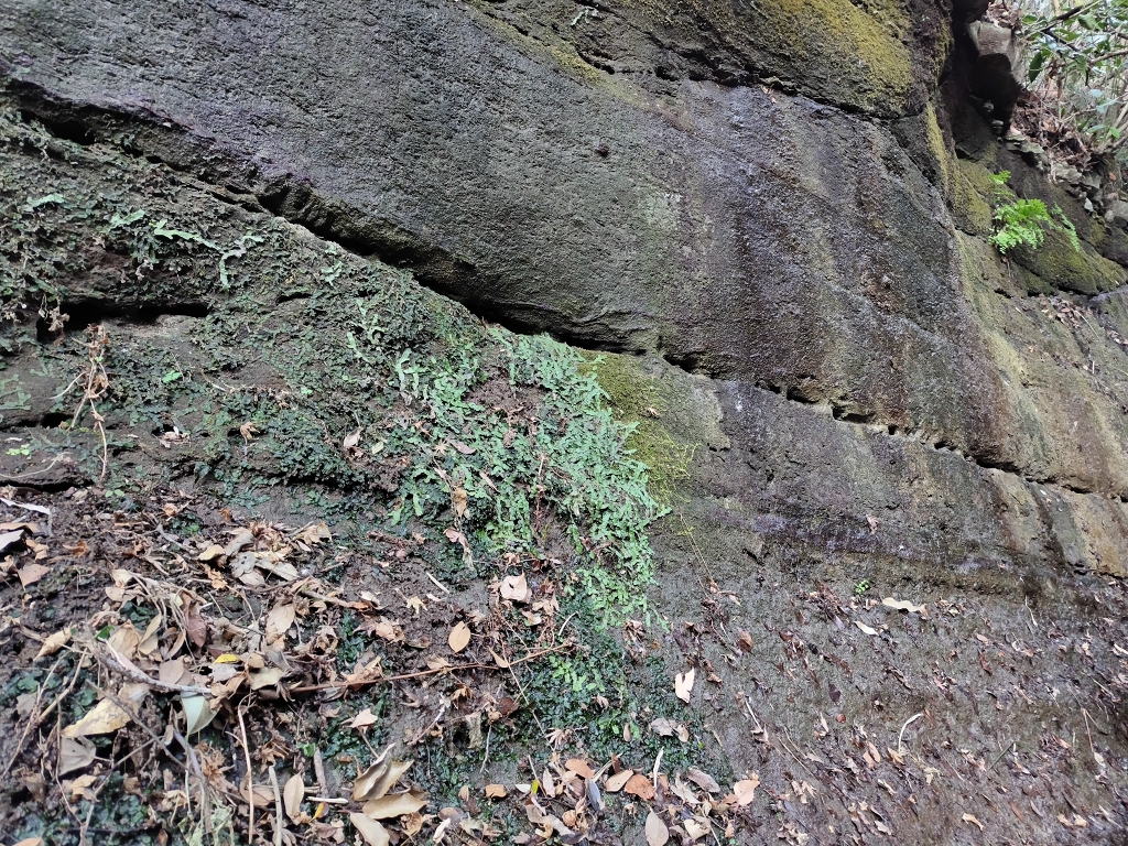 朝比奈切通し 朝夷奈切通 浦郷層 KGP