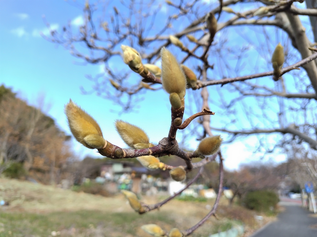 平作 ハクモクレン