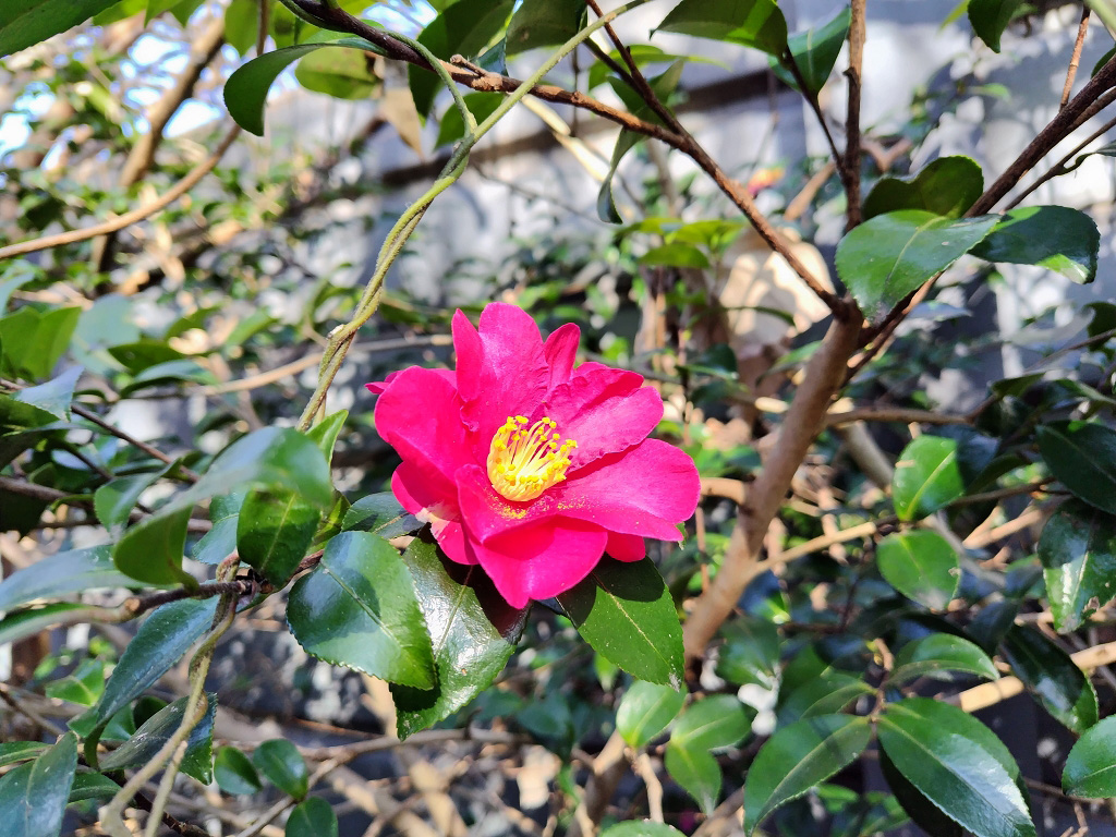 阿部倉 紅山茶花
