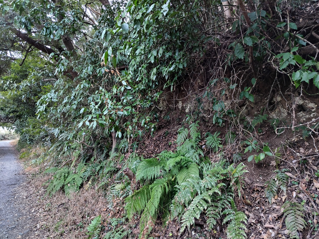 大楠山 凝灰岩鍵層Ok