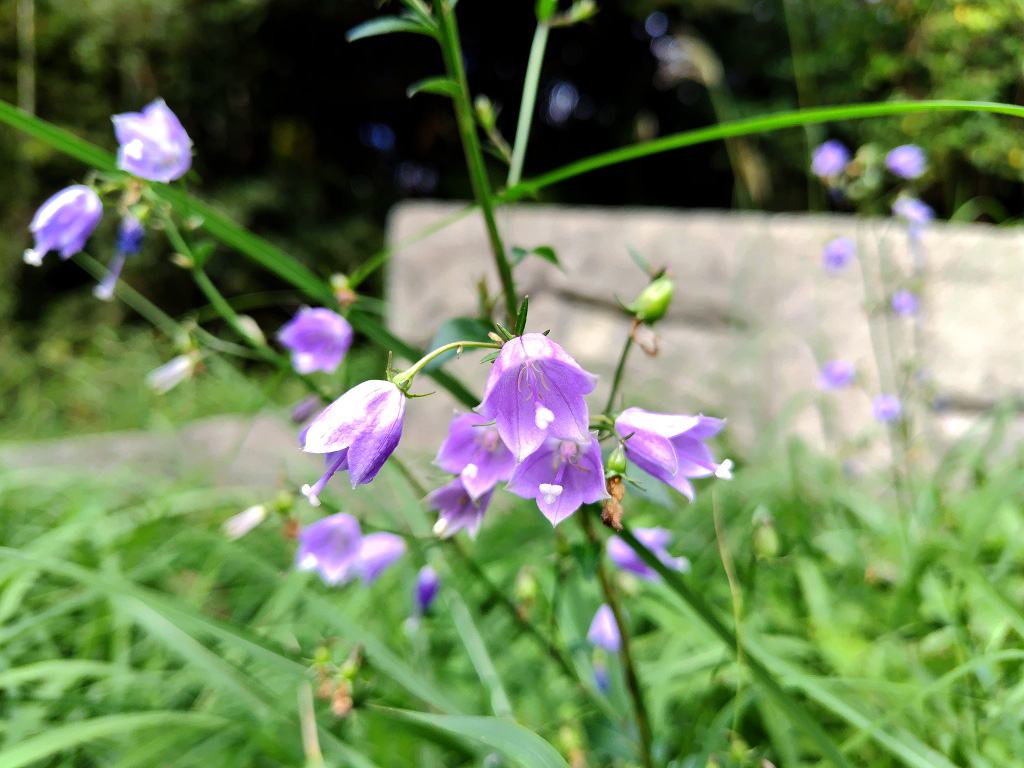 ツリガネニンジン