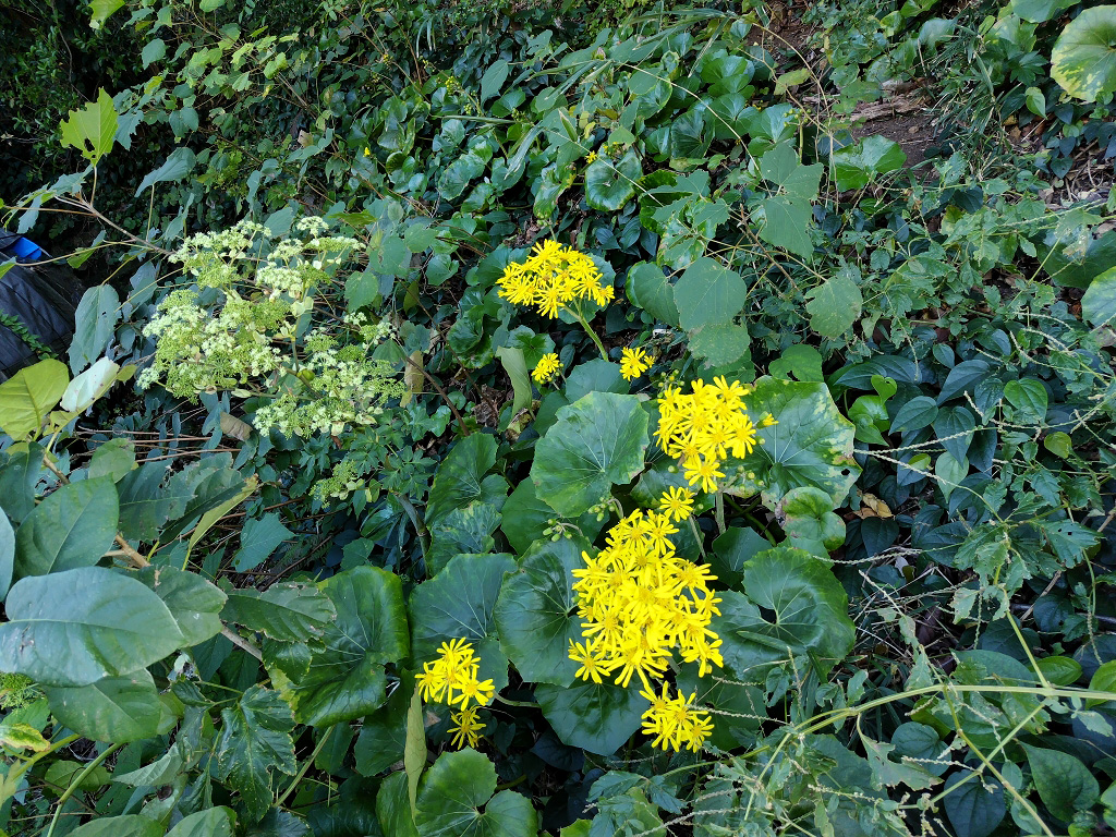 アシタバ ツワブキ